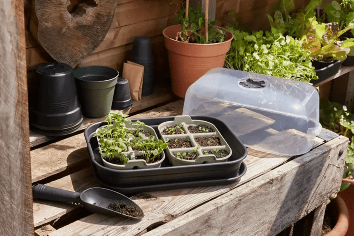 Green Basics fröbricka