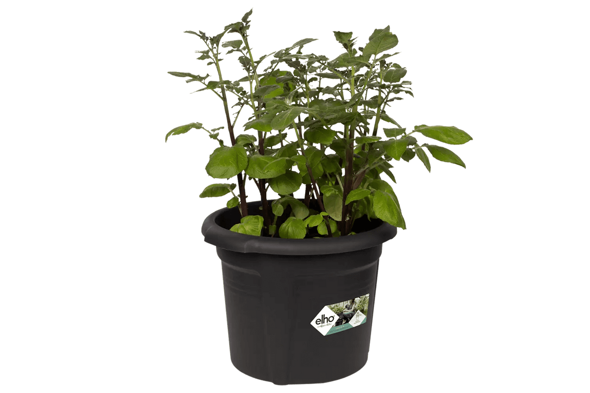 Green Basics potatis kruka