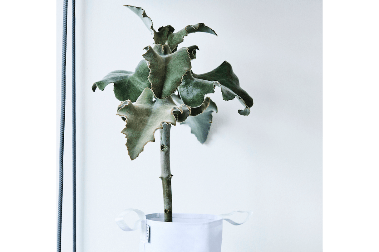 Ampel till vägg och tak