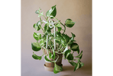 Folk Yuma keramisk växtstöd