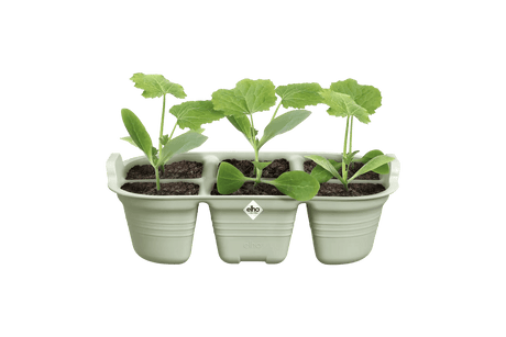 Green Basics fröbricka