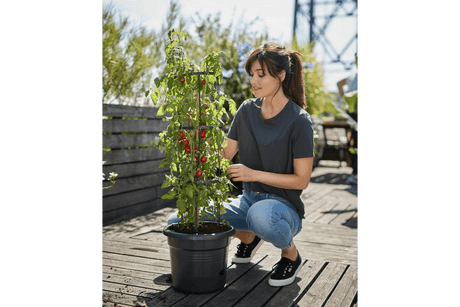 Green basics tomatkruka Ø:33,5 cm