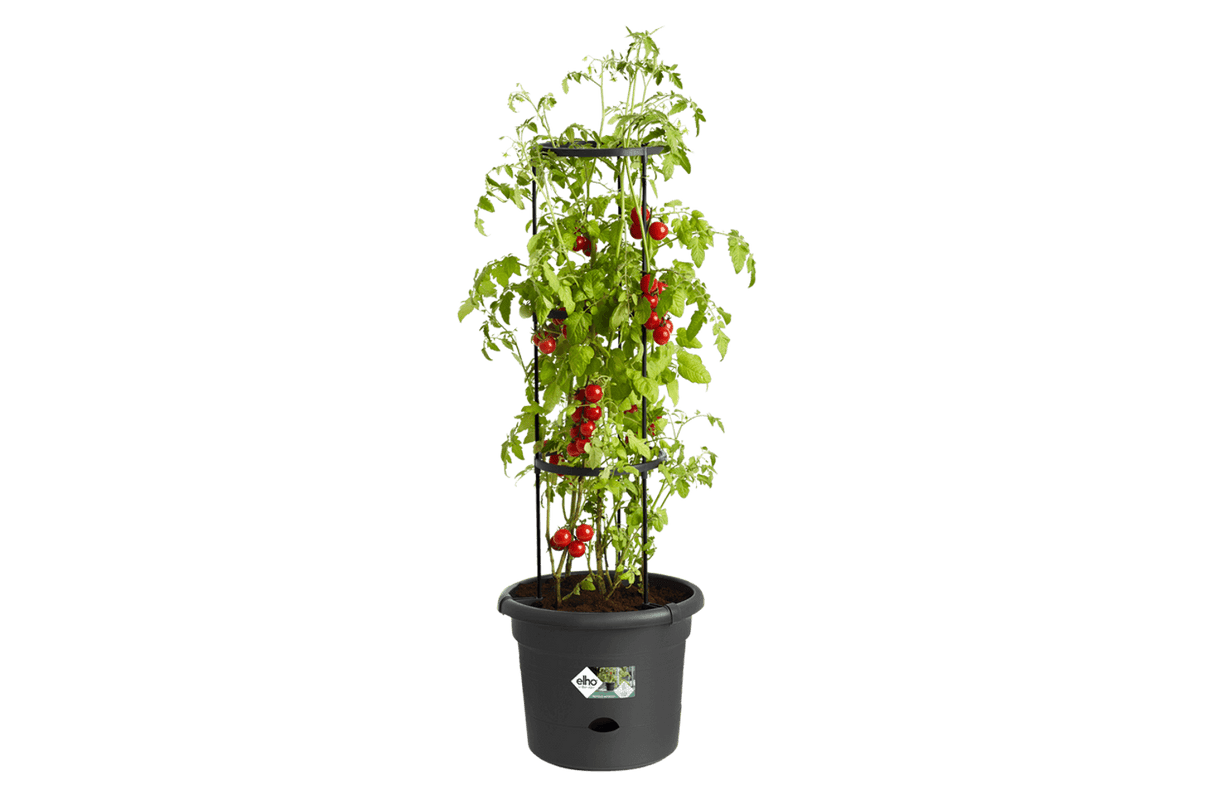 Green basics tomatkruka Ø:33,5 cm